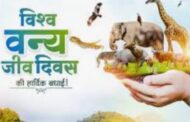वन्यजीवों के अस्तित्व पर संकट