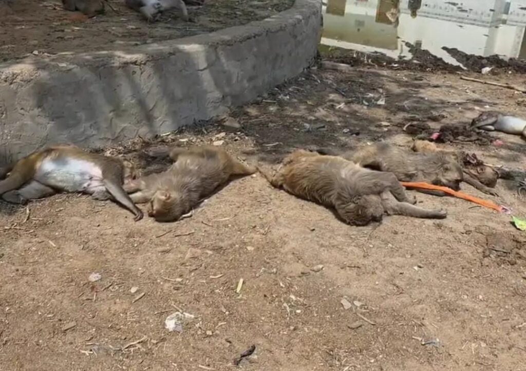 विदेशी नागरिक ने एयर गन से किया 12 बंदरों का शिकार, 11 की मौत
