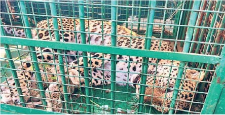 स्कूल पहुंचा तेंदुआ