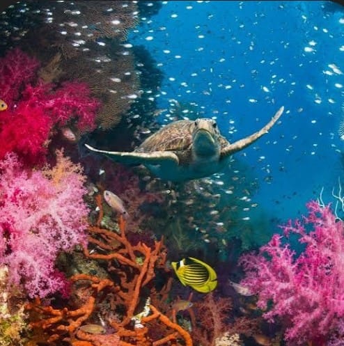 खतरे में समुद्री जैव विविधता